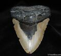 Massive / Inch Megalodon Tooth #92-2